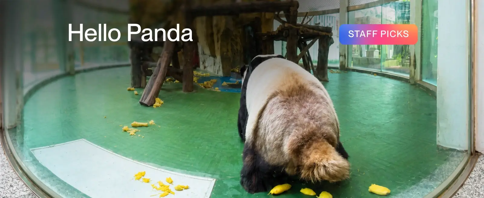 Hello Panda