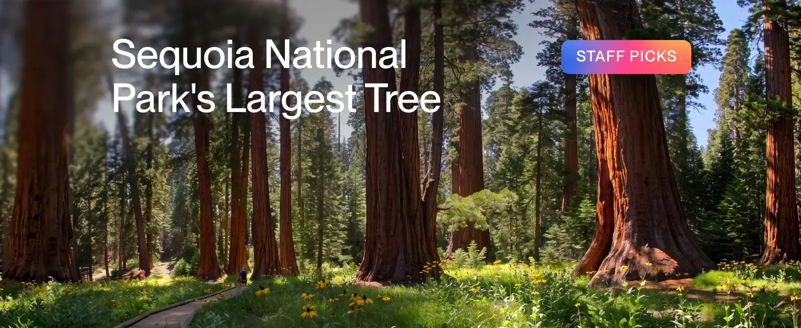 Sequoia National Park's Largest Tree