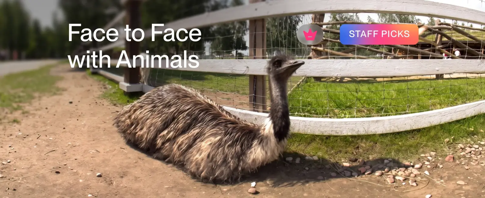 Face to Face with Animals
