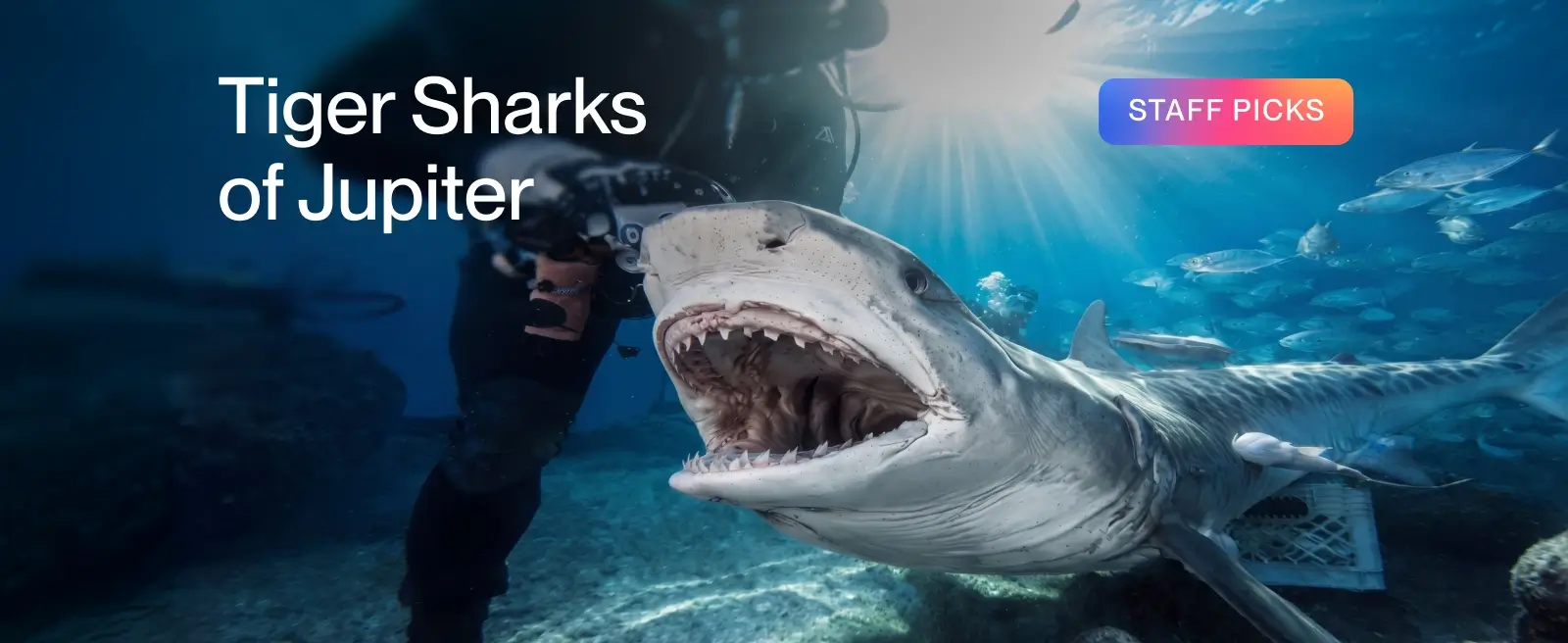 Tiger Sharks of Jupiter