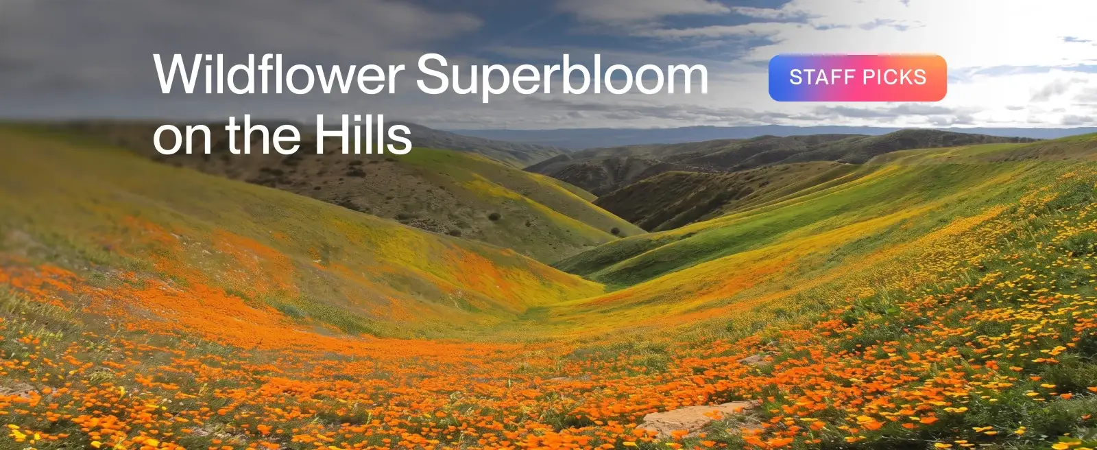 Wildflower Superbloom on the Hills
