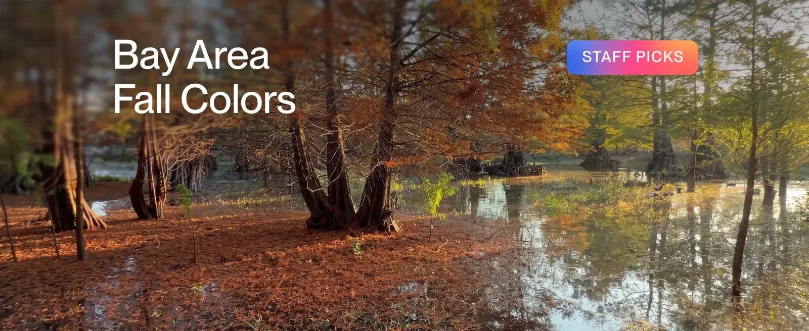 Cypress Trees in a Pond